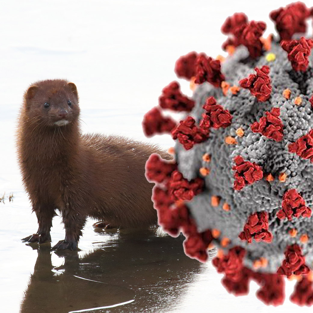 Should we be worried about the Mink-COVID mutations
